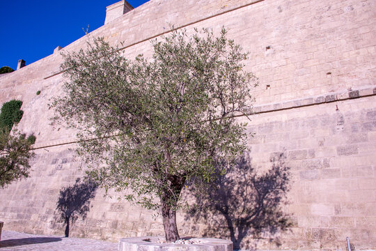 Rooted in the sunlit earth of Matera, an ancient olive tree twists gracefully, its silver-green leaves and gnarled trunk telling stories of resilience and time.