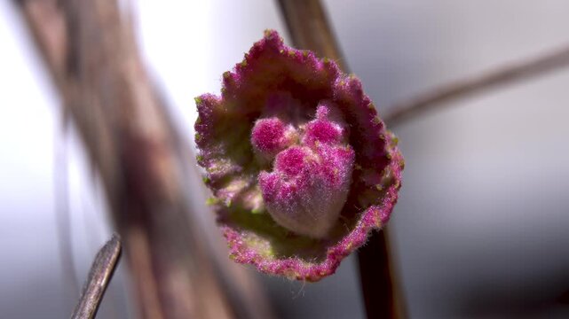 Vitis Vinifera: Detailed View of Bud Scales and Emerging Leaf Primordia, Macro, 4K