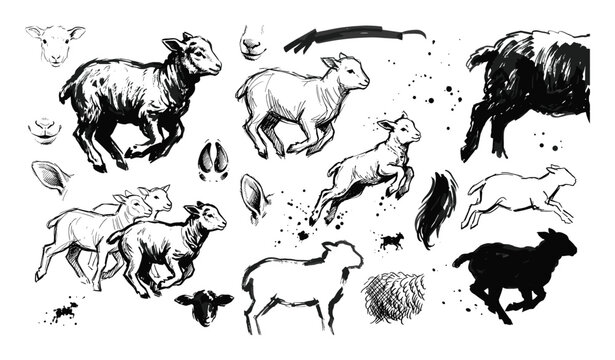 Dynamic black and white sheep and lamb sketches with various poses and anatomical details