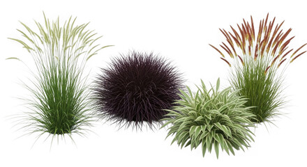 Obraz premium three ornamental grass tufts with fluffy seed heads isolated on transparent background