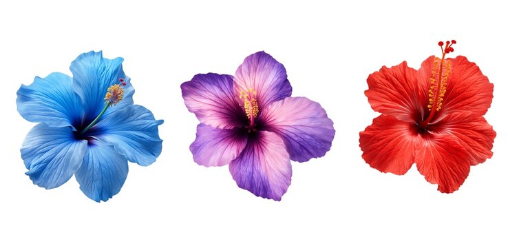 Set of 3 Colorful Tropical Hibiscus Flowers