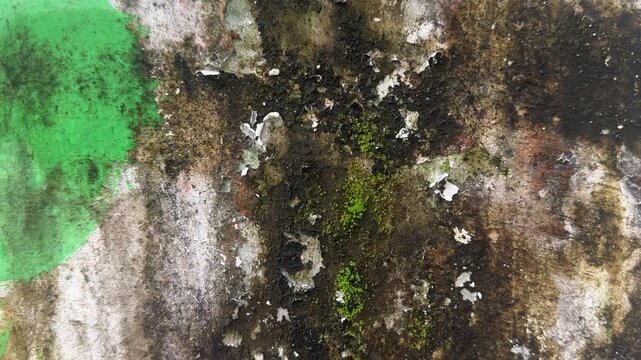 Texture of damp weathered concrete wall with mold and peeling paint