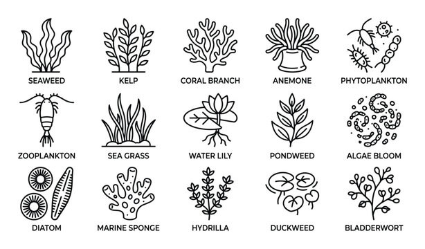 Comprehensive collection of various aquatic plant and organism line icons