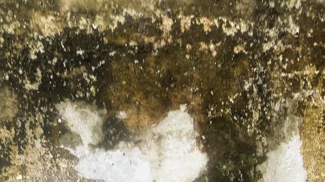 Grunge texture of weathered damp wall with peeling paint and moss