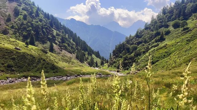 Mountain valley scene with wildflowers moving by the wind in foreground, river, pine trees, and clear blue sky