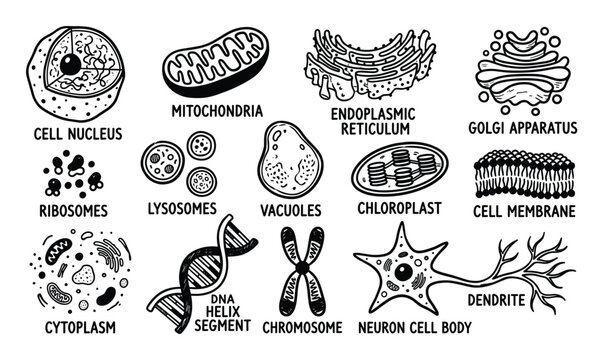 Comprehensive black and white hand-drawn illustration set depicting various human cell organelles and biological structures