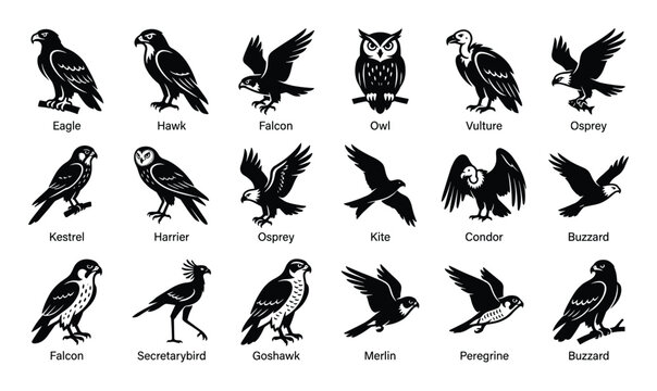 Comprehensive collection of various black and white bird of prey icons, including eagles, hawks, and owls, presented