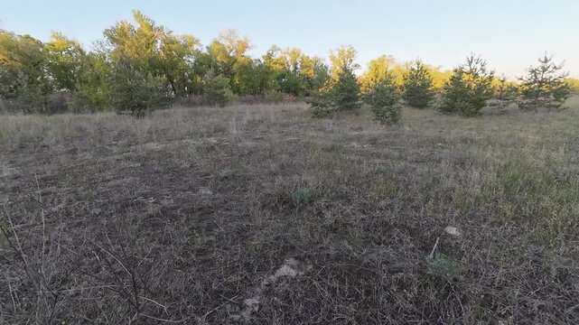 Walking in pine forest in the evening in May time lapse
