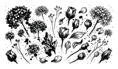 Naklejka premium Hand-drawn black ink botanical elements, including roses, hydrangeas, poppy pods, and leaves, with expressive splatters