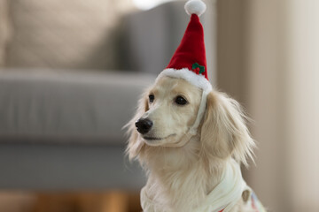 Naklejka premium Cute white dog wearing red santa hat resting peacefully on floor during holiday season feeling happy and calm enjoying festive atmosphere with inner peace and calm like doing yoga exercise