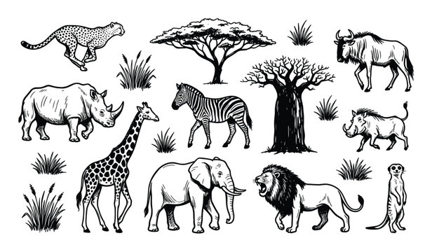 Collection of hand-drawn African safari animals and plants, including a cheetah, rhino, giraffe, zebra, elephant, lion, meerkat, wildebeest, warthog, acacia tree, baobab tree, and grass