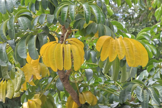 Ficus carica tree with yellow leaves and fruits in the garden