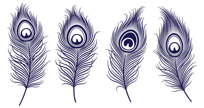 Elegant peacock feather set with detailed patterns in deep blue color on transparent back.