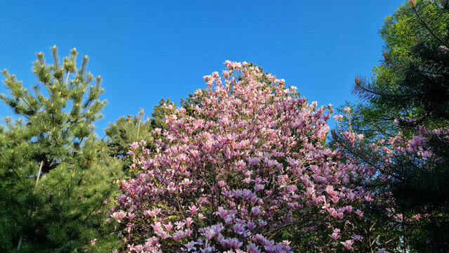 Blooming magnolia Soulangeana (Magnolia soulangeana) close-up. Pink flowers in a sunny spring garden. Branches of an ornamental magnolia tree densely covered with large pink flowers