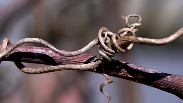 Natural Texture Macro: Intricate Spirals of Dry Grapevine Tendril, Vitis vinifera, Macro, 4K