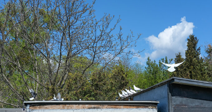 A flock of white domestic pigeons flies above a building roof against a bright blue sky with light clouds. Spring trees and power lines are visible in the background of this peaceful sunny city day