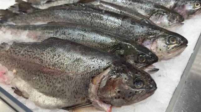 Fresh frozen sea trout on ice, rows of whole trout on shallow crushed ice at seafood counter, silvery scales glistening under shop