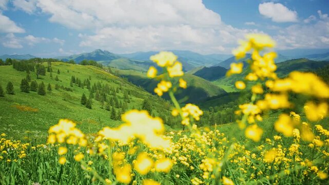 Vibrant yellow wildflowers bloom in foreground, framing rolling green hills. Mountains stretch into distance under bright blue sky with fluffy clouds. Scene evokes calm. No people visible