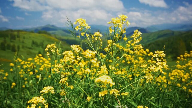 Lush green hills roll under bright blue skies. Yellow wildflowers bloom in foreground, soft focus. Mountains fade into distance, serene and peaceful. Perfect for travel, nature, or wellness content