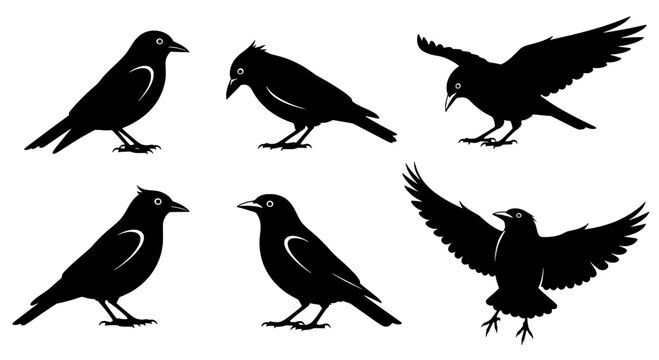 Birds silhouette set with various poses and flight actions featuring black, white, flying with perched and standing elements for wings, feathers