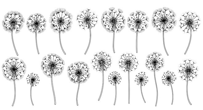 Dandelion flowers line art set with thin stems and dotted seed heads for vector style posters featuring puffball, weed plant, wildflower with
