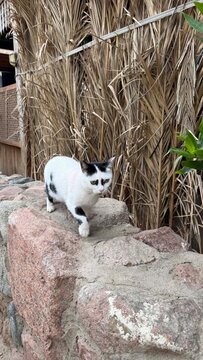 A small black and white cat walks along a stone wall. The background features dry grass and green plants, creating a natural outdoor setting.