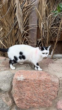 A small black and white cat with distinctive markings stands on a rock. The background features dry grass and wooden structures, creating a natural setting.