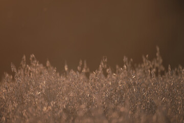 Obraz premium golden agricultural field of ripe grain, background texture of ears in the sun