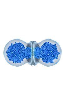 Microscopic view of cell division process with chromosomes aligned