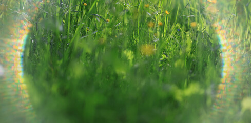 Obraz premium green background, eco concept, sunbeam glare, a frame of light on a summer backdrop of blurred fresh grass