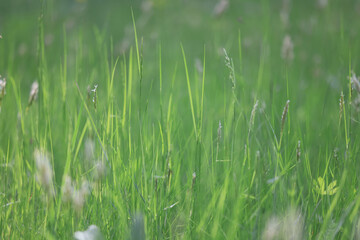 Obraz premium background of fresh green grass, nature in the field