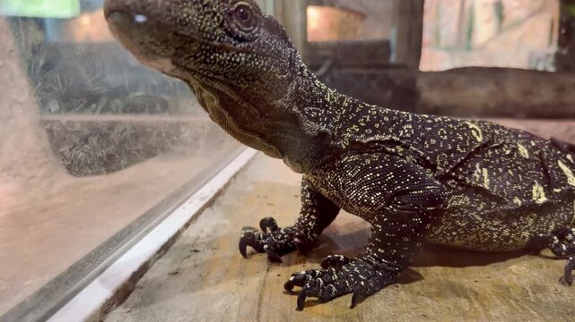 Close up of a monitor lizard head near glass