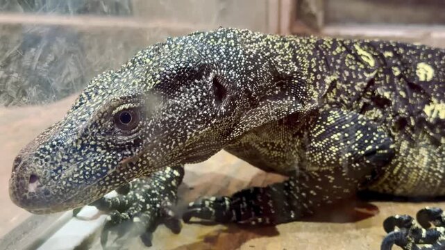Close up of a monitor lizard head near glass