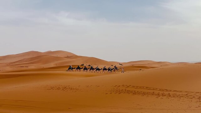 Camels caravan in Sahara desert in Merzouga Morocco at sunrise