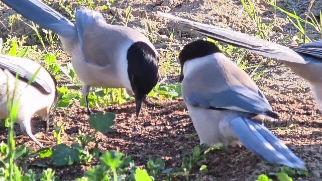 

Azure-winged Magpie Foraging in Rapeseed Residue in a Kitchen Garden #011

