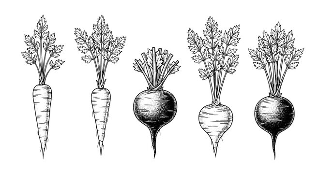 Root vegetables illustration set with detailed leaves and textures featuring carrot, parsnip, turnip with beetroot and botanical drawing elements for