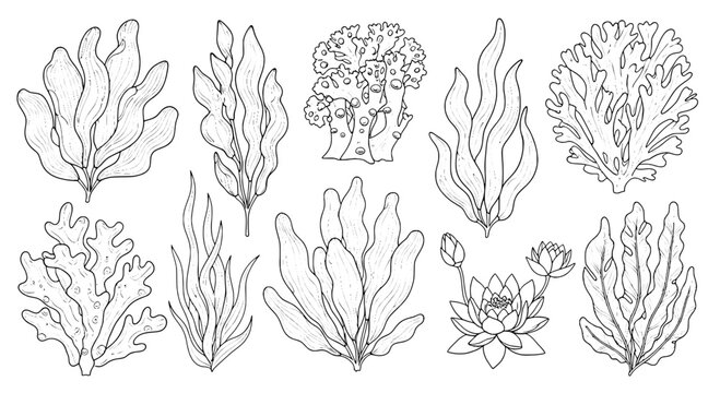 Seaweed hand drawn vector collection with coral, kelp, and marine plants for ocean biology icons and decor