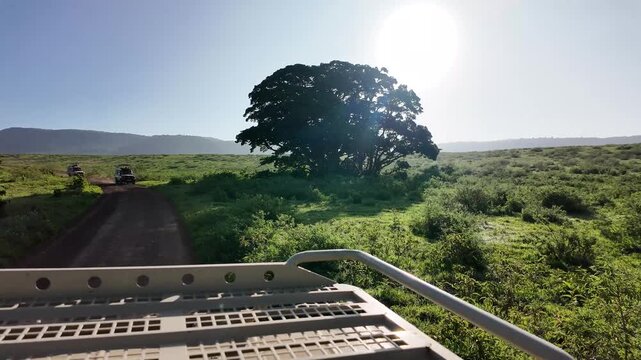 Two safari jeeps drive along a dirt road through the lush green landscape of the Ngorongoro Crater in Tanzania. Filmed from a moving jeep