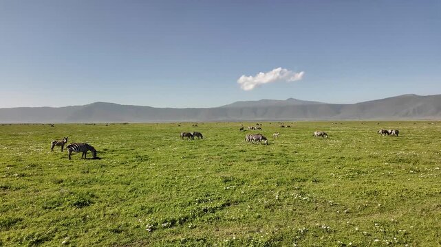 A safari jeep drives through the Ngorongoro Crater in Tanzania, passing a herd of zebras grazing on the open grassland.