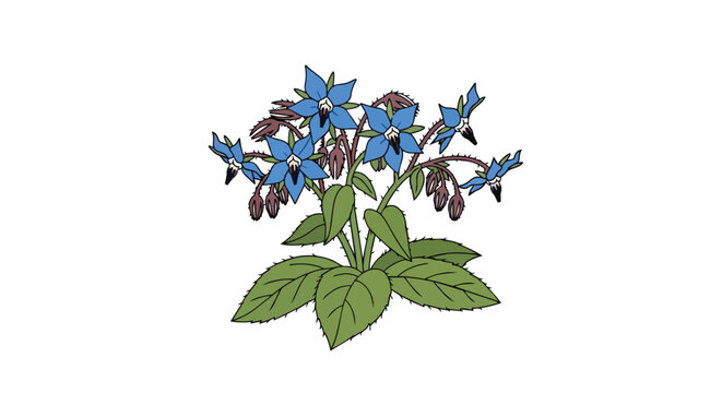 Blooming Borage Plant with Blue Star Flowers and Green Leaves Botanical Illustration Isolated on White