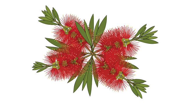 Symmetrical Illustration of Red Bottlebrush Flowers and Green Leaves Isolated on White Background