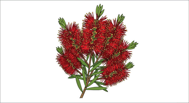 Vibrant Red Bottlebrush Flower Branch Illustration with Green Leaves Isolated on White Background