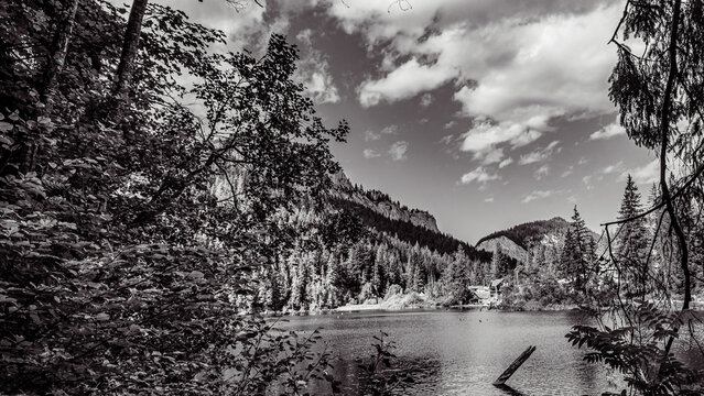 Landscapes, Forest, Carpathians, Photos of nature -Black and white photos, monochrome photos - Europe, Eastern Europe