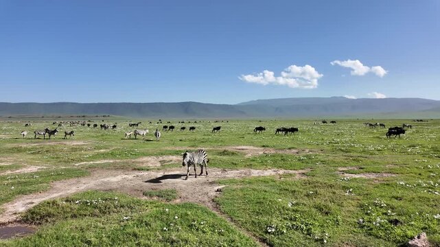 Large herds of zebras and wildebeest graze across the open grasslands of the Ngorongoro Crater in Tanzania. 