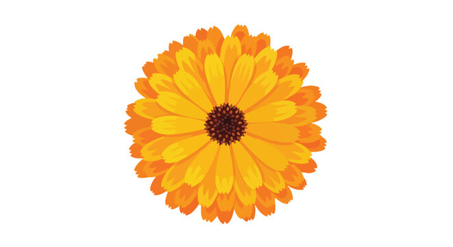 Vibrant Orange Marigold Flower Head Top View Illustration Isolated on White Background