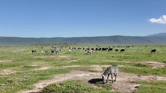Large herds of zebras and wildebeest graze across the open grasslands of the Ngorongoro Crater in Tanzania. 