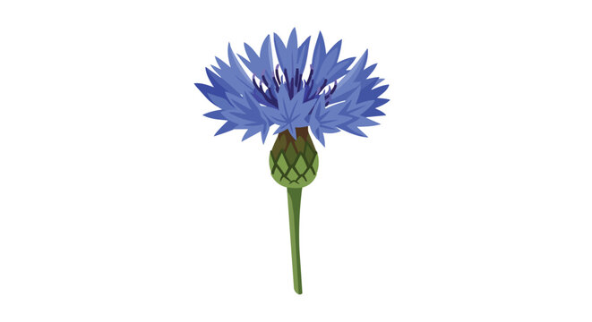 Single Blooming Blue Cornflower Wildflower Illustration Isolated on White Background