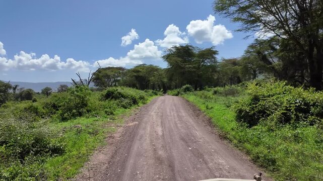 driving through the green forested area of the ngorongoro crater with acacia trees &ndash; tanzania  