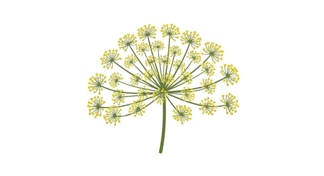 Yellow Dill Flower Illustration with Green Stem Isolated on White Background