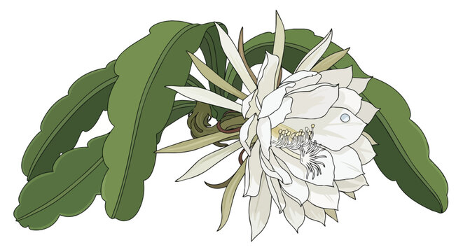 Elegant White Queen of the Night Flower Illustration with Green Succulent Leaves Isolated on White Background